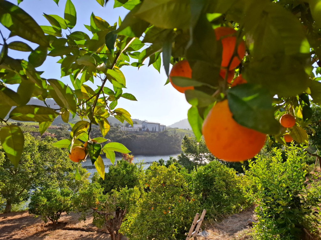 Valencia 3 Citrus grove and finca in the Valencian countryside, representing the region's orange grove estate wedding venues